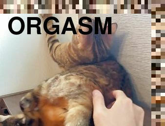 orgasme, chatte-pussy, giclée, amateur, anal, lesbienne, jouet, sale, première-fois, drôle