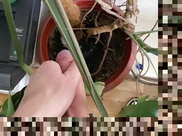 Watering the tree in the office